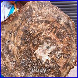46.2LB Natural petrified wood fossil crystal polished slice Madagascar 1976 46.2LB Natural petrified wood fossil crystal polished slice Madagascar 1976