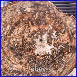 46.2LB Natural petrified wood fossil crystal polished slice Madagascar 1976 46.2LB Natural petrified wood fossil crystal polished slice Madagascar 1976