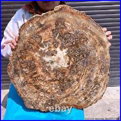 46.2LB Natural petrified wood fossil crystal polished slice Madagascar 1976 46.2LB Natural petrified wood fossil crystal polished slice Madagascar 1976