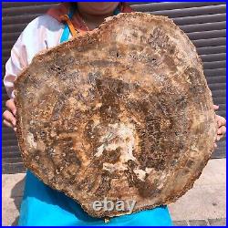 46.2LB Natural petrified wood fossil crystal polished slice Madagascar 1976 46.2LB Natural petrified wood fossil crystal polished slice Madagascar 1976
