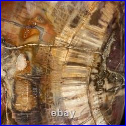 4710g Natural Fossil Petrified Wood Polished Freeform Crystal Mineral Healing 4710g Natural Fossil Petrified Wood Polished Freeform Crystal Mineral Healing