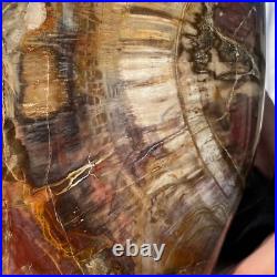 4710g Natural Fossil Petrified Wood Polished Freeform Crystal Mineral Healing 4710g Natural Fossil Petrified Wood Polished Freeform Crystal Mineral Healing