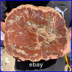4LB Rare red Natural petrified wood rough Wood fossil mineral specimen healing