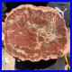 4LB_Rare_red_Natural_petrified_wood_rough_Wood_fossil_mineral_specimen_healing_01_vx