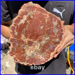 4LB Rare red Natural petrified wood rough Wood fossil mineral specimen healing