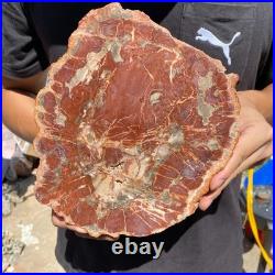 4LB Rare red Natural petrified wood rough Wood fossil mineral specimen healing