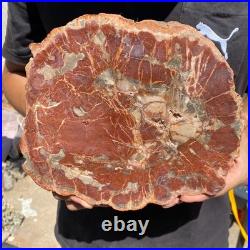 4LB Rare red Natural petrified wood rough Wood fossil mineral specimen healing