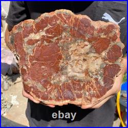 4LB Rare red Natural petrified wood rough Wood fossil mineral specimen healing