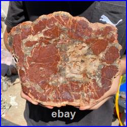 4LB Rare red Natural petrified wood rough Wood fossil mineral specimen healing
