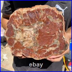 4LB Rare red Natural petrified wood rough Wood fossil mineral specimen healing