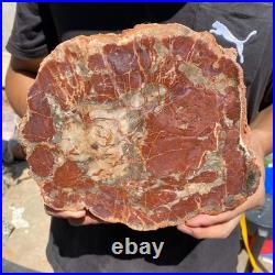 4LB Rare red Natural petrified wood rough Wood fossil mineral specimen healing