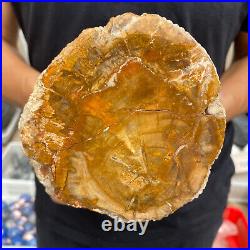 4.1lb Rare Natural petrified wood rough Wood fossil mineral specimen healing