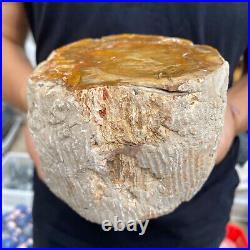 4.1lb Rare Natural petrified wood rough Wood fossil mineral specimen healing