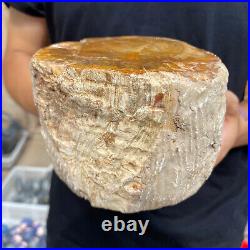 4.1lb Rare Natural petrified wood rough Wood fossil mineral specimen healing