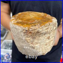 4.1lb Rare Natural petrified wood rough Wood fossil mineral specimen healing