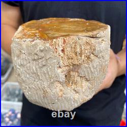 4.1lb Rare Natural petrified wood rough Wood fossil mineral specimen healing