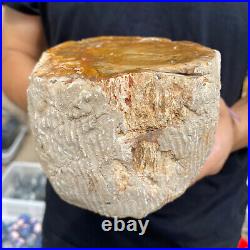 4.1lb Rare Natural petrified wood rough Wood fossil mineral specimen healing