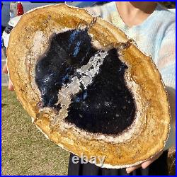 4.21LB Natural Petrified Wood Slab Fossilized Wood Slice Crystal Gem Specimen