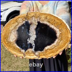 4.21LB Natural Petrified Wood Slab Fossilized Wood Slice Crystal Gem Specimen