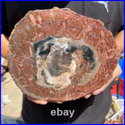 4.2LB Rare red Natural petrified wood rough Wood fossil mineral specimen healing