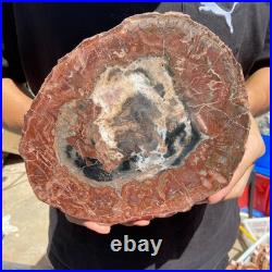 4.2LB Rare red Natural petrified wood rough Wood fossil mineral specimen healing