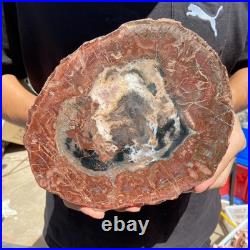 4.2LB Rare red Natural petrified wood rough Wood fossil mineral specimen healing