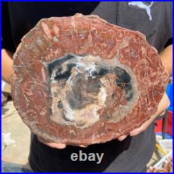 4.2LB Rare red Natural petrified wood rough Wood fossil mineral specimen healing