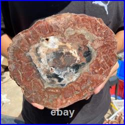 4.2LB Rare red Natural petrified wood rough Wood fossil mineral specimen healing