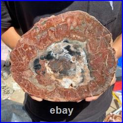 4.2LB Rare red Natural petrified wood rough Wood fossil mineral specimen healing