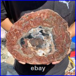 4.2LB Rare red Natural petrified wood rough Wood fossil mineral specimen healing
