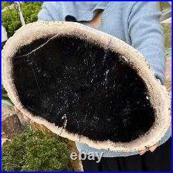 4.43LB Natural Petrified Wood Slab Fossilized Wood Slice Crystal Gem Specimen