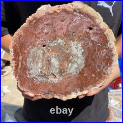 4.4LB Rare red Natural petrified wood rough Wood fossil mineral specimen healing