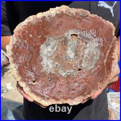 4.4LB Rare red Natural petrified wood rough Wood fossil mineral specimen healing