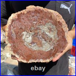 4.4LB Rare red Natural petrified wood rough Wood fossil mineral specimen healing