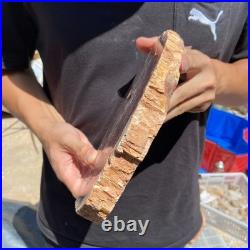 4.4LB Rare red Natural petrified wood rough Wood fossil mineral specimen healing