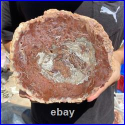 4.4LB Rare red Natural petrified wood rough Wood fossil mineral specimen healing