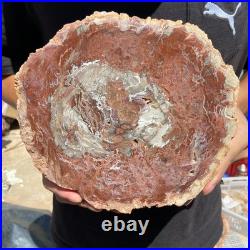 4.4LB Rare red Natural petrified wood rough Wood fossil mineral specimen healing