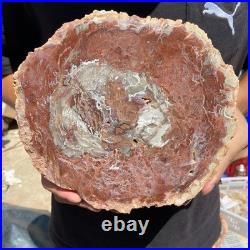 4.4LB Rare red Natural petrified wood rough Wood fossil mineral specimen healing