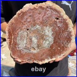 4.4LB Rare red Natural petrified wood rough Wood fossil mineral specimen healing