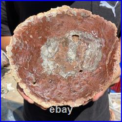4.4LB Rare red Natural petrified wood rough Wood fossil mineral specimen healing