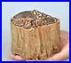 4_4_2_9lb_POLISHED_PETRIFIED_WOOD_FOSSIL_AGATE_BRANCH_STAND_Madagascar_Z1486_01_ql