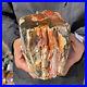 4_6LB_Rare_RED_Natural_petrified_wood_rough_Wood_fossil_mineral_specimen_healing_01_lo