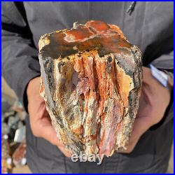4.6LB Rare RED Natural petrified wood rough Wood fossil mineral specimen healing