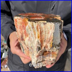 4.6LB Rare RED Natural petrified wood rough Wood fossil mineral specimen healing