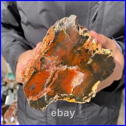 4.6LB Rare RED Natural petrified wood rough Wood fossil mineral specimen healing