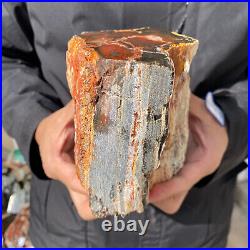 4.6LB Rare RED Natural petrified wood rough Wood fossil mineral specimen healing