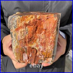 4.6LB Rare RED Natural petrified wood rough Wood fossil mineral specimen healing