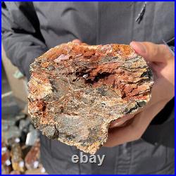 4.6LB Rare RED Natural petrified wood rough Wood fossil mineral specimen healing