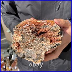 4.6LB Rare RED Natural petrified wood rough Wood fossil mineral specimen healing