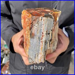 4.6LB Rare RED Natural petrified wood rough Wood fossil mineral specimen healing